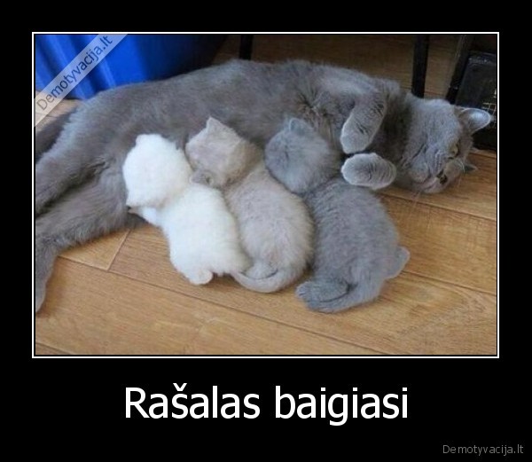 mazi, kaciukai,mieli, kaciukai