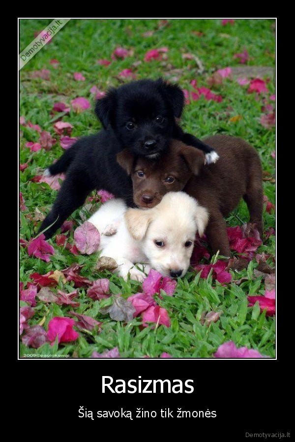 sunys,rasizmas,zmones