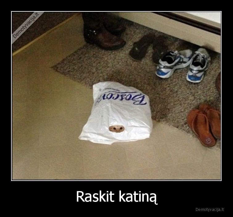 katinas,rasti,pasislepe