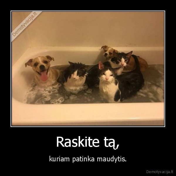 kate,katinas,suo,vonia