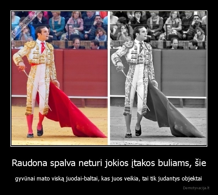 buliai,bulius,raudona,spalva