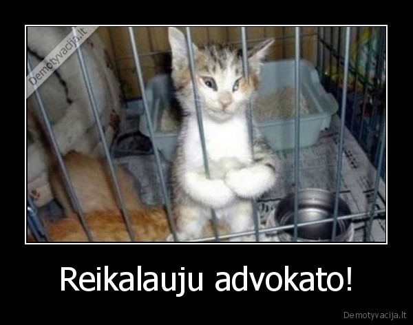 juokingas, katinas,katinas, uz, grotu,mielas, kaciukas