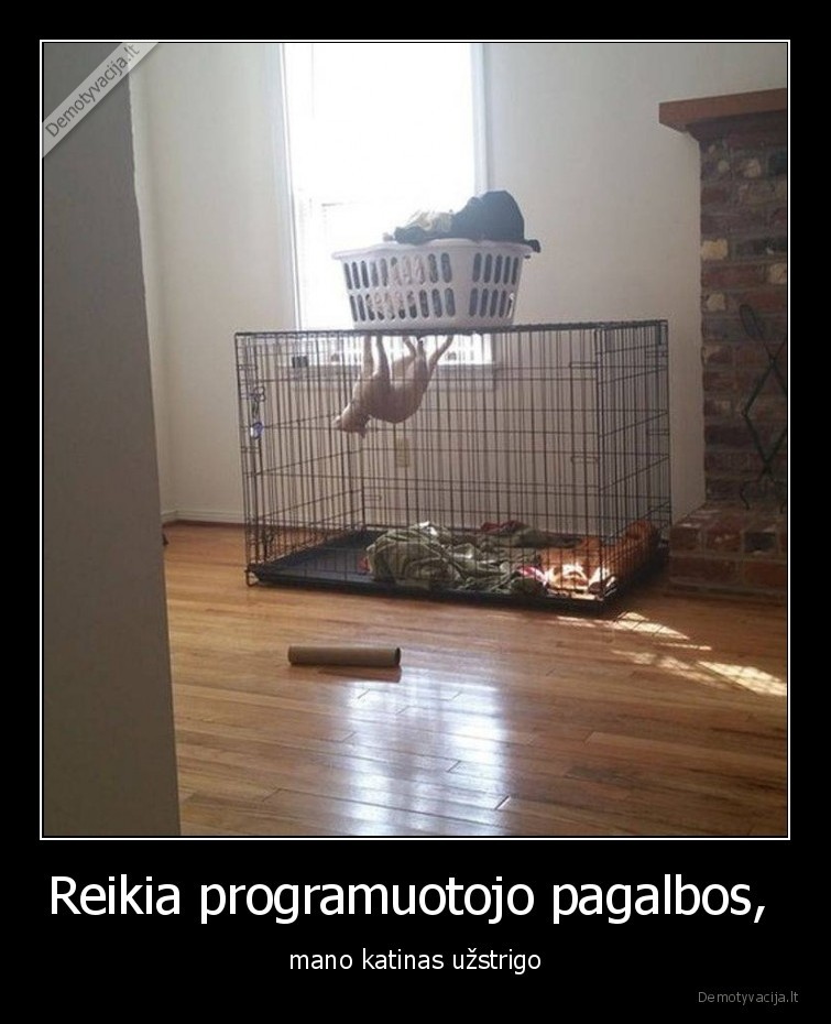 katinas,programuotojas,uzstrigo