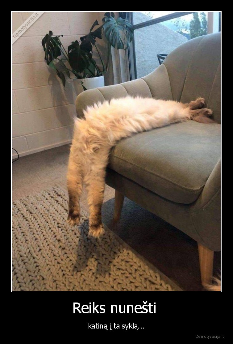 katinas,taisykla,galva,kur