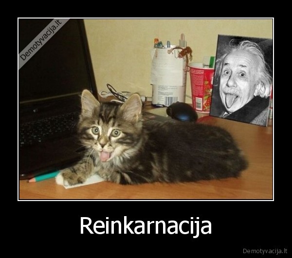 katinas,einsteinas