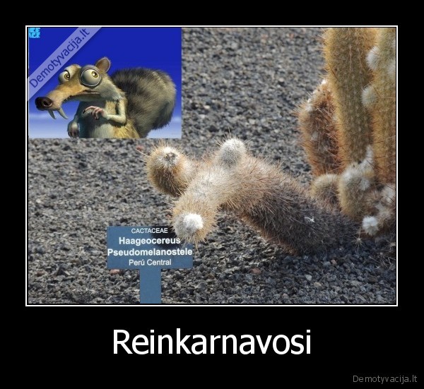 Reinkarnavosi