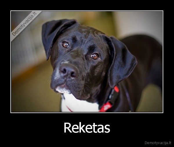 Reketas