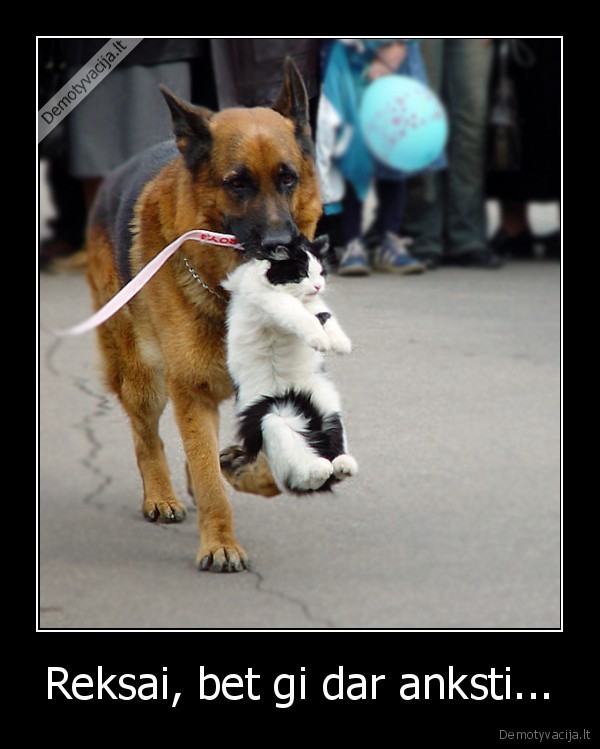 Reksai, bet gi dar anksti...