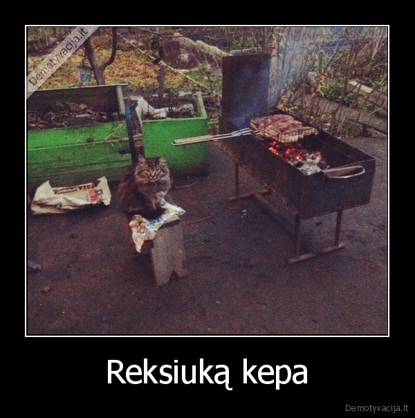 katinas,suo,saslykas