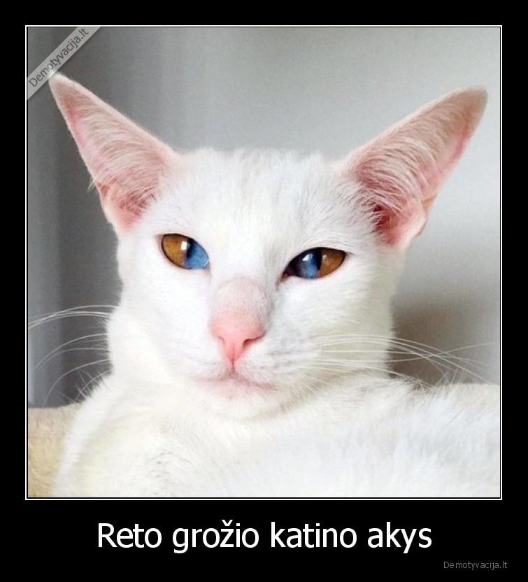 katinas,akys,reta