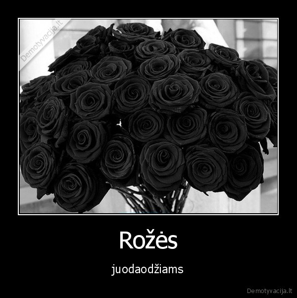 rozes, juodaodziams, juodas, humoras
