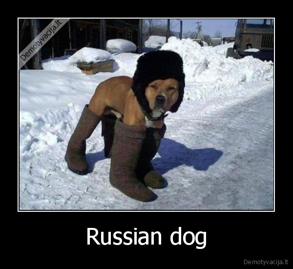 Russian dog