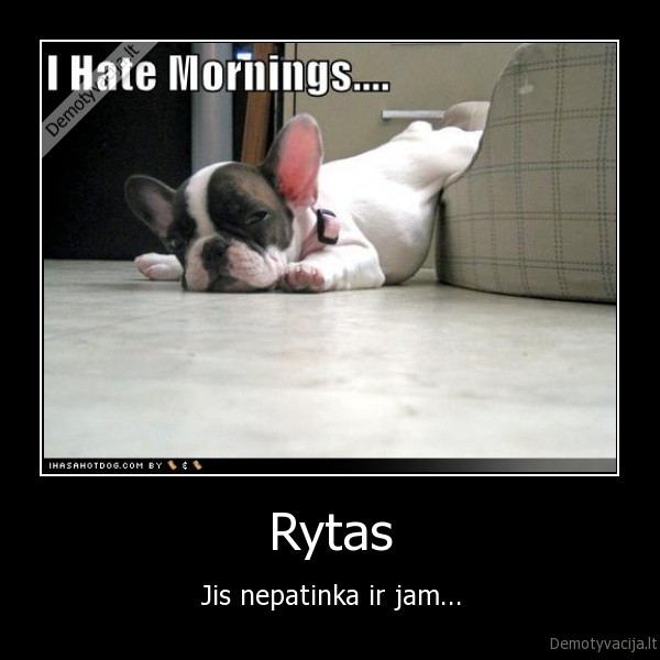 suo,rytas,nepatinka,suniukas,mazas,jam