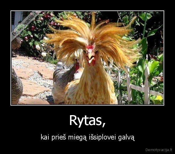 vakaras,galva,issiplauti