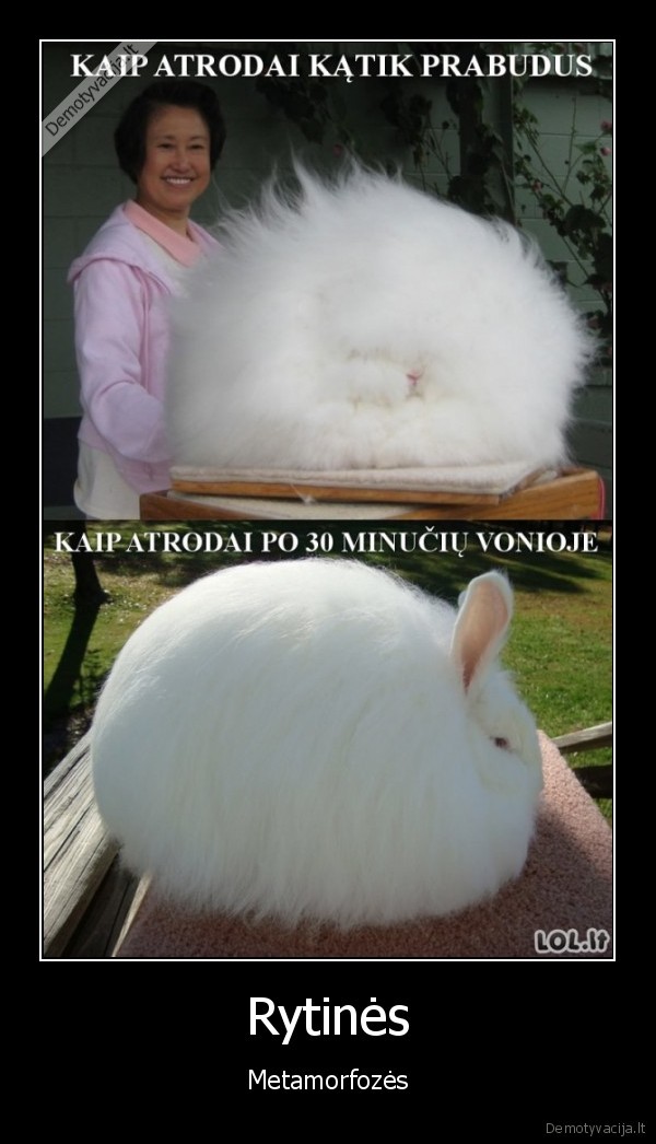 rytas,susivele, plaukai,sukuosena