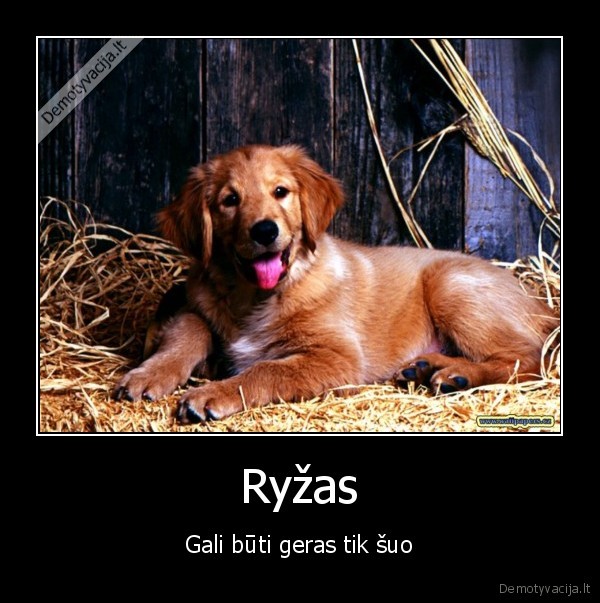 Ryžas