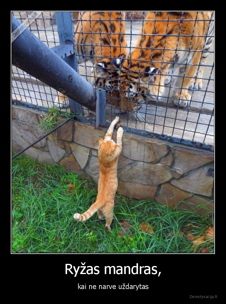 ryzas,mandras,katinas,kates,katinai,liutai,narvas