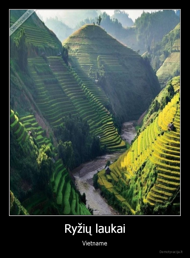 ryziu,laukai,vietname,pasaulis,idomybes