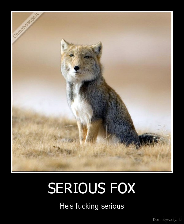 serious, fox, is, crazy