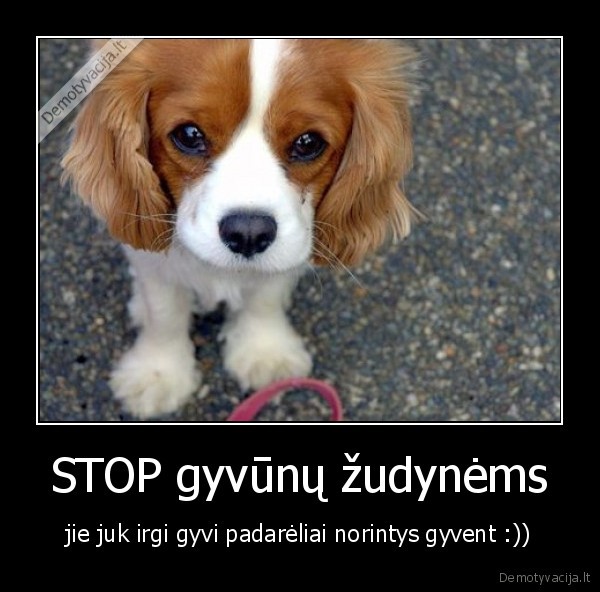 sunys,gyvunai,stop