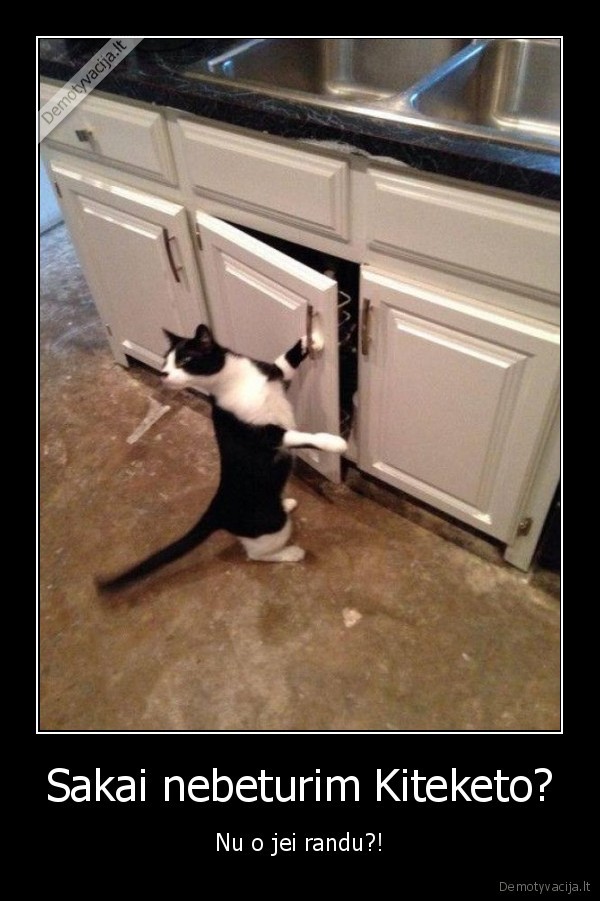 kitekat,juokingas, katinas,katinas, nori, valgyt