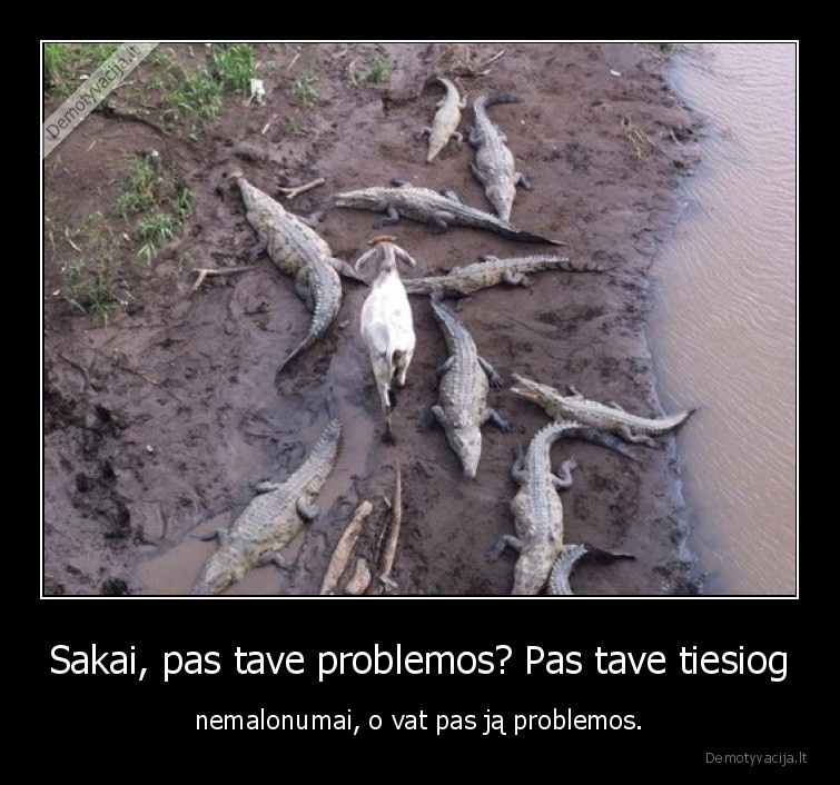 ozka,problema,krokodilai,problemos