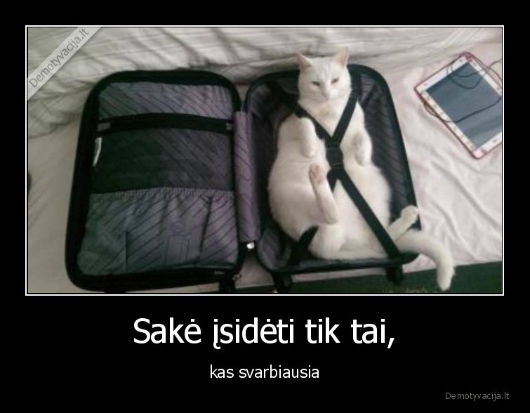 gyvunai,bagazas,kates,katinai,augintiniai,gyvunai