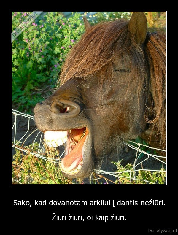 arkliui,neziuri,dantis