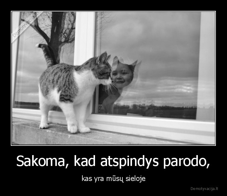 atspindys,katinas,vaikas,langas