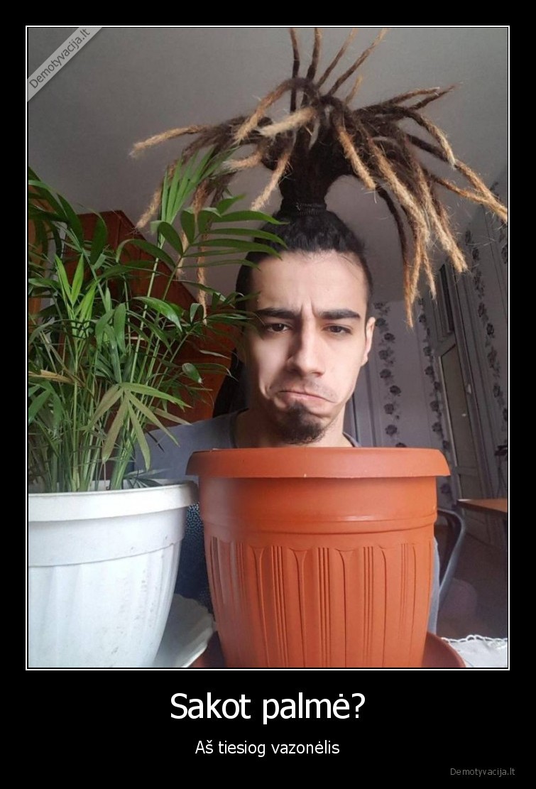 sukuosena,dredai,palme