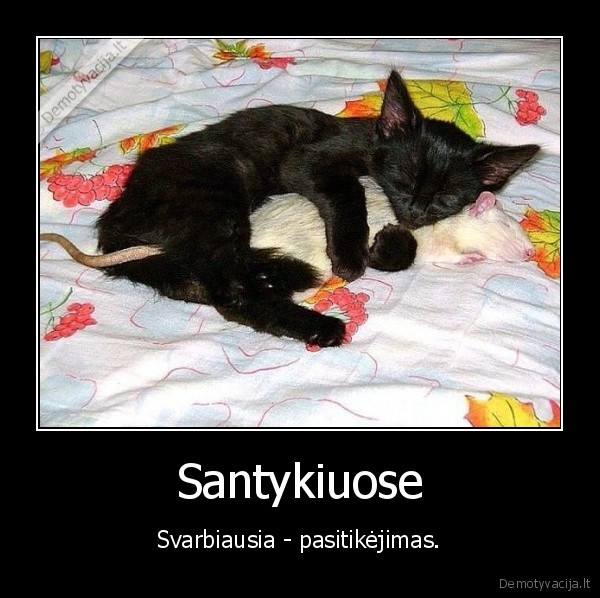 santykiai,ziurke,kaciukas