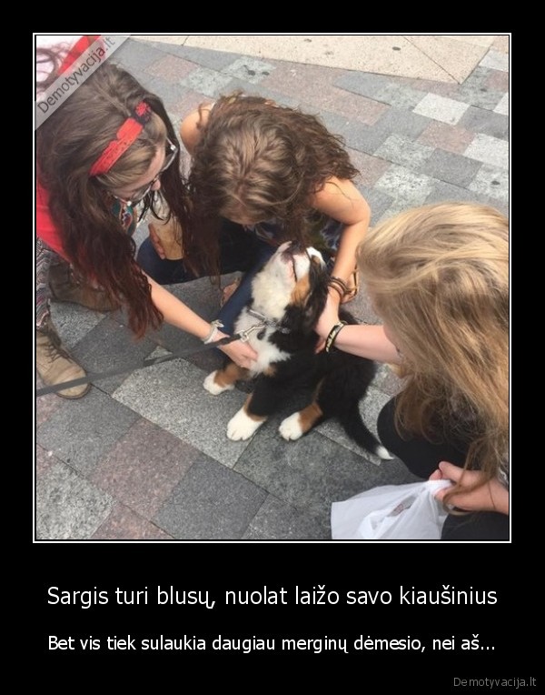 sunelis,suniukas,mielas, suniukas