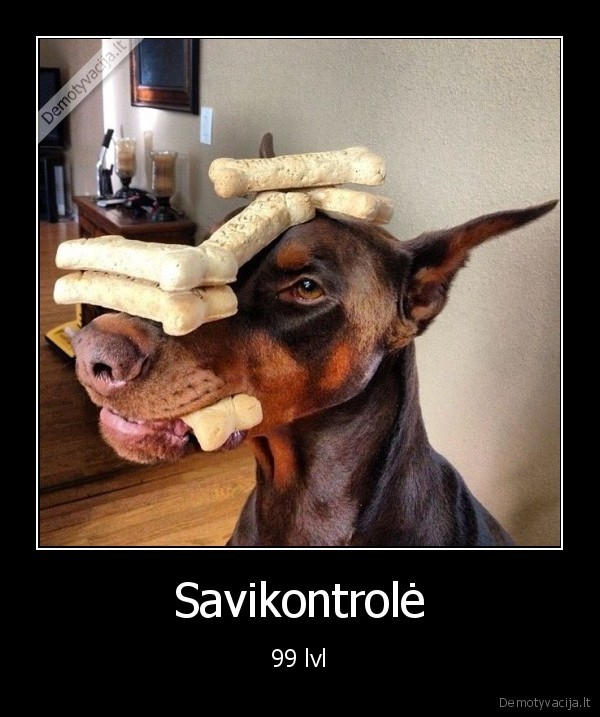 savikontrole,dobermanas,suo,skanestai