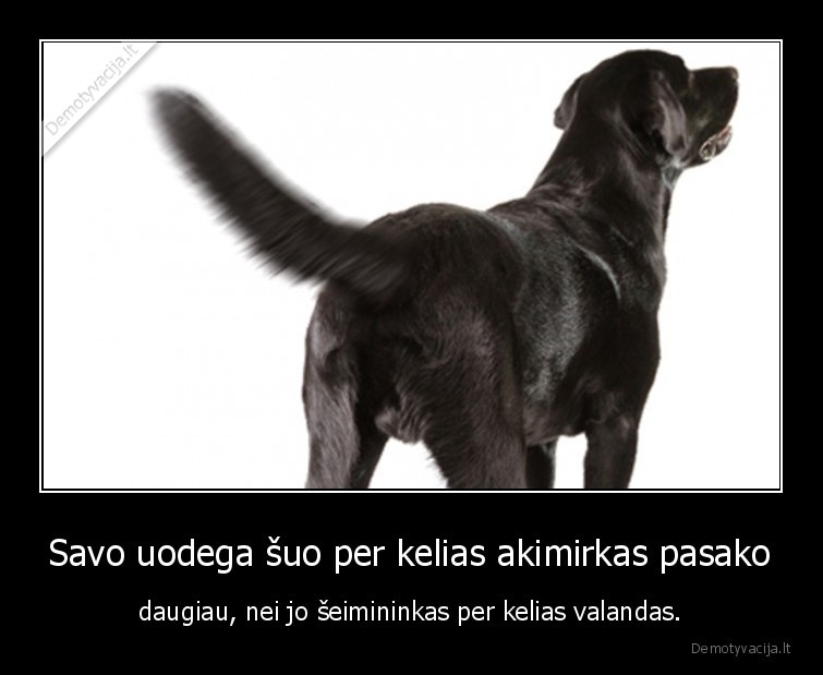 sunys,faktai,frazes,seimininkas,kalba,pasako