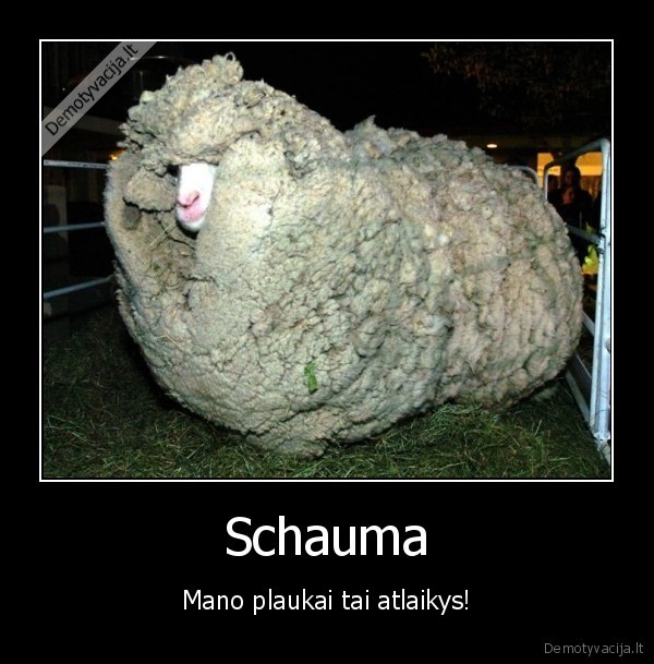 Schauma