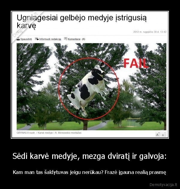 foto, beveik, tikra,karves, galine, dalis, paralyziuota, nuo, dviracio