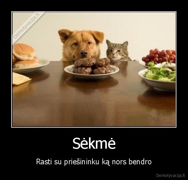 sekme, katinas, suo, kotletai, maistas, priesininkai