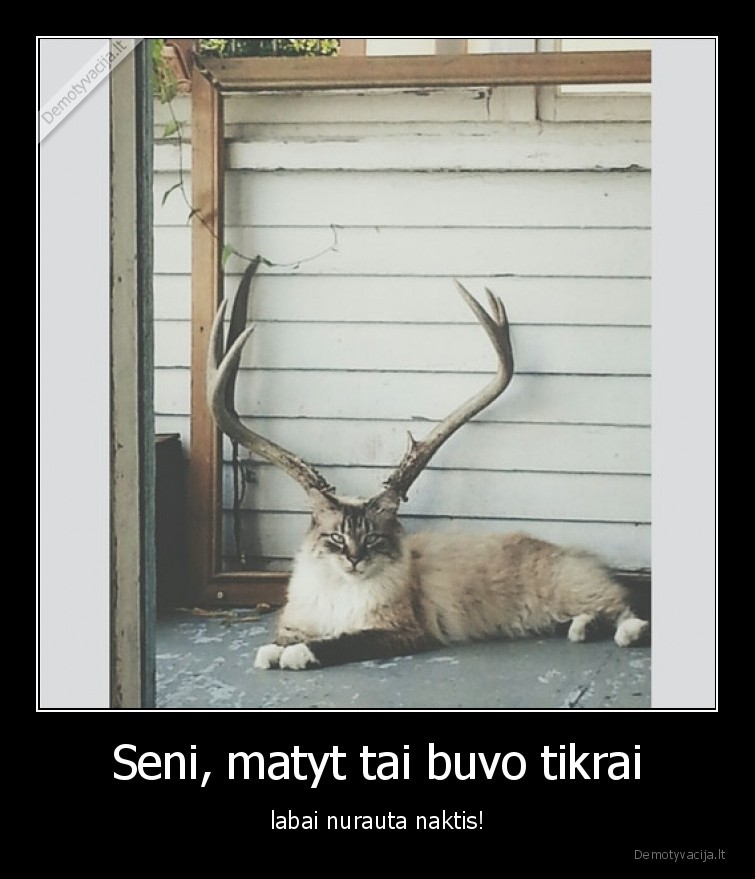 katinas,ragai,elnias,naktis