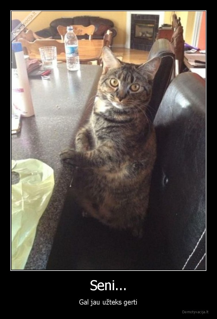 katinas,gerti,uzteks