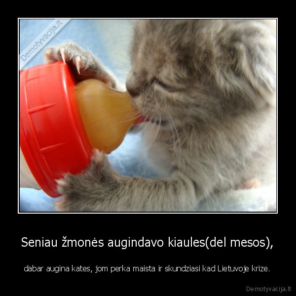 Seniau žmonės augindavo kiaules(del mesos),