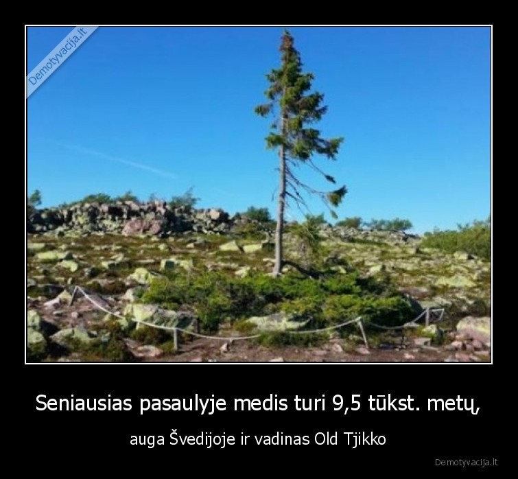 medis,svedija,seniausias