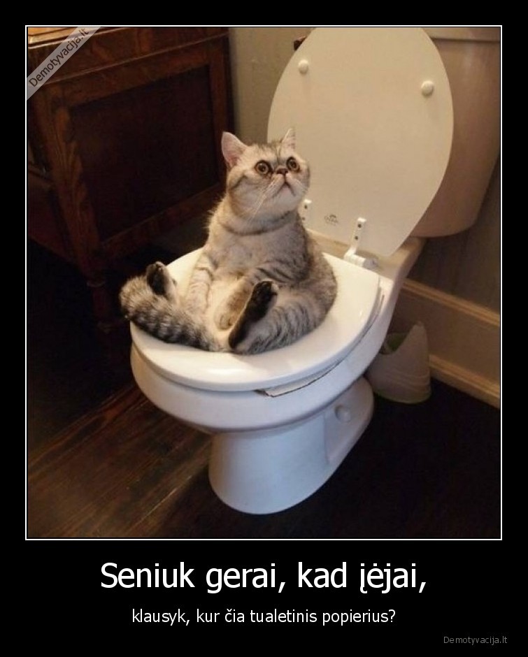 tualetinis,popierius,katinas,tualete