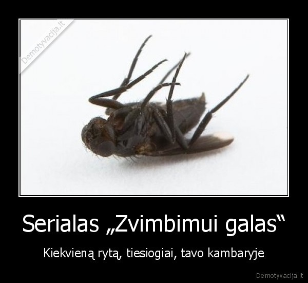 Serialas „Zvimbimui galas“