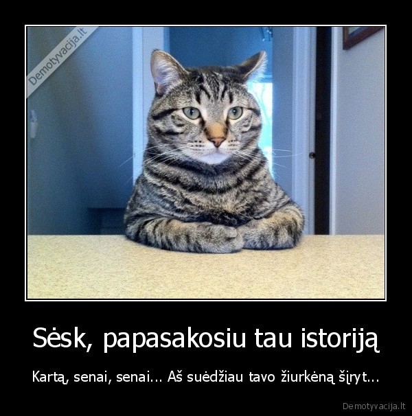 rimtas, katinas,suede, ziurkena