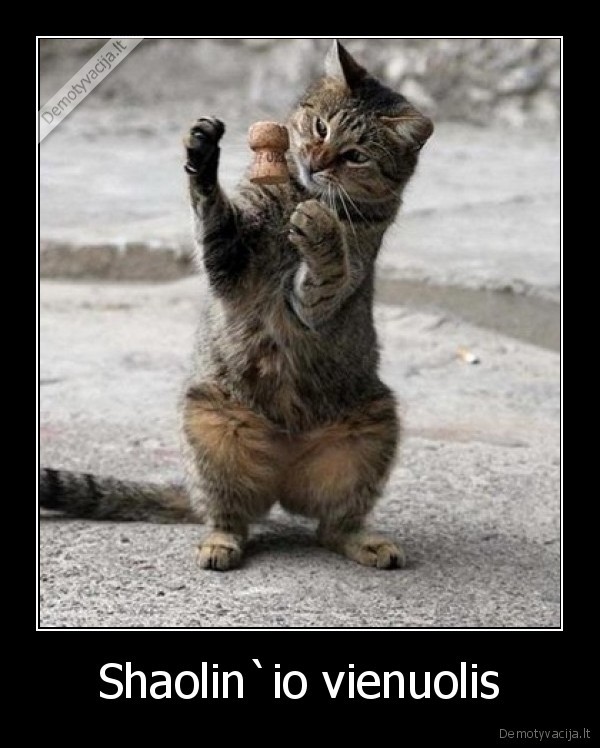 shaolin,vienuolis,katinas,kamstis,zaisti