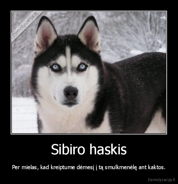 Sibiro haskis