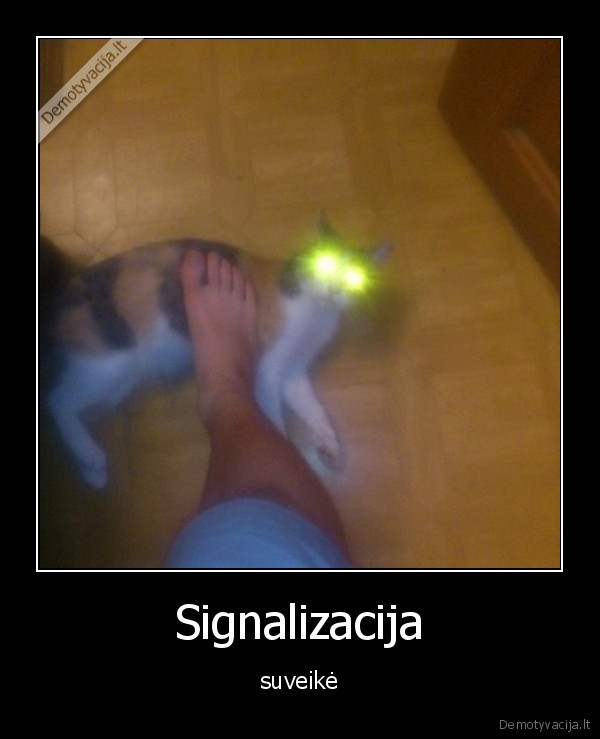 signalizacija,katinas