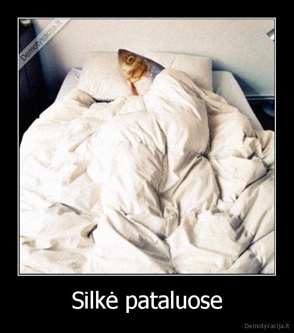 silke, pataluose,silke,wtf, nuotrauka