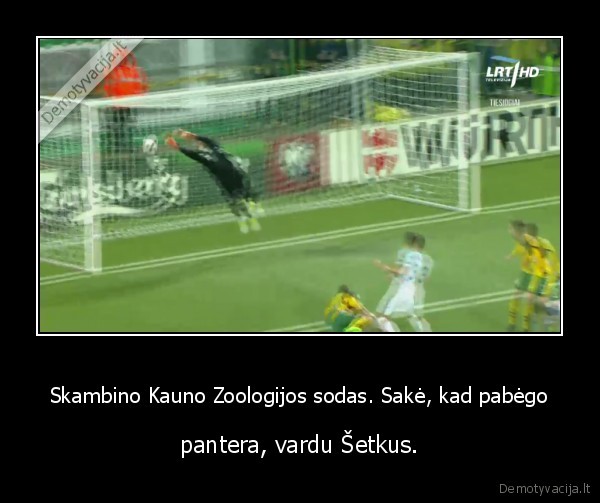 kaunas,zoologijos, zodas,pantera,setkus,futbolas