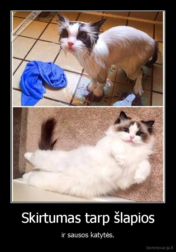 slapia,sausa,katyte,katinas